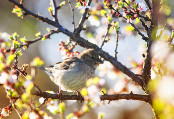 bird Sparrow sits in the spring garden on a branch of cherry blossoms Sunny warm may morning