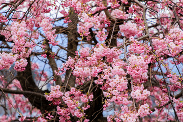 Beautiful cherry blossoms. sakura flowers in japan.