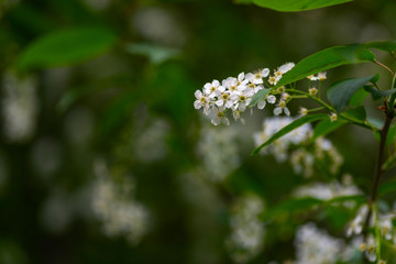 Bird cherry tree in blossom. Flowers bird cherry tree