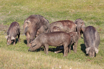 Iberian pigs grazing in the countryside