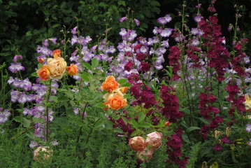 Obraz premium flowers in the garden