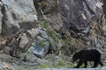 bear on rock