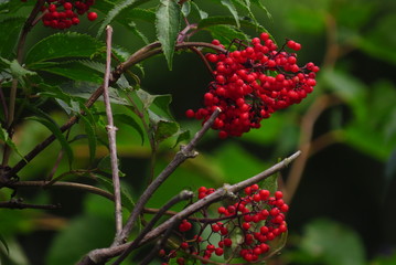 Obraz premium red berries of viburnum on a branch