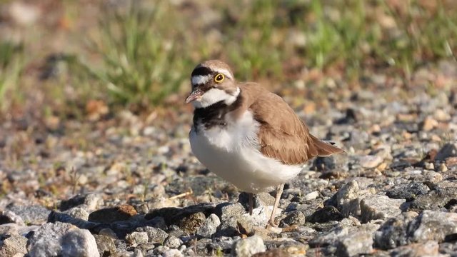 Flussregenpfeifer&nbsp;(Charadrius dubius)