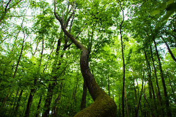 Fototapeta premium Phototropism in the woods. A tree growing towards the light, Twisted tree trunk in the forest