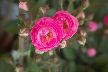 Pink dwarf roses in the garden.