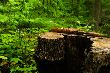 Unique bark pattern on a tree stump in a lush green forest