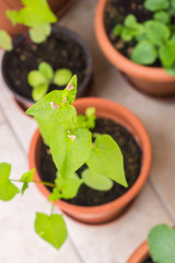 Organic heirloom buckwheat plant in bloom growing in a pot near other herbs and attracting pollinators on a balcony as a part of family urban gardening project on a sunny spring day in Italy
