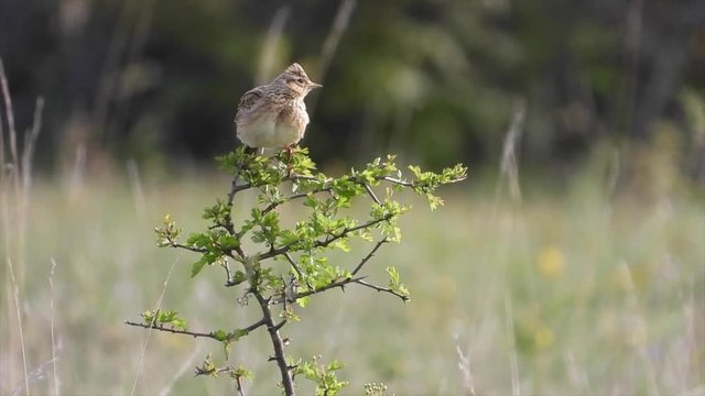 Heidelerche (Lullula arborea)