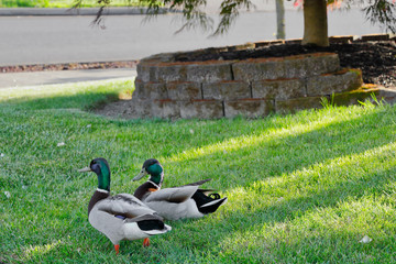 Taking my ducks for a walk