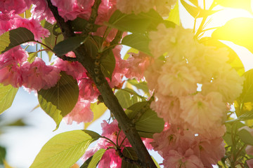 Sakura tree in spring, Cherry blossom, Sacura cherry-tree. Sacura flowers on blue sky