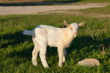 Obraz premium Newborn goat gets acquainted with the outside world. Breeding and growing pets. Childhood white goat in the household yard.