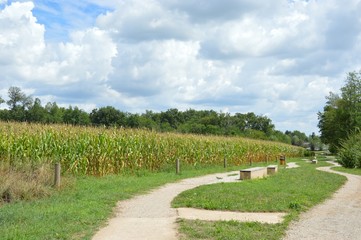Obraz premium path in park