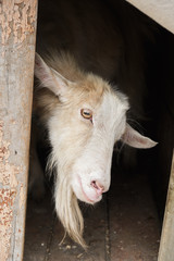 Cute white goat in the zoo closeup