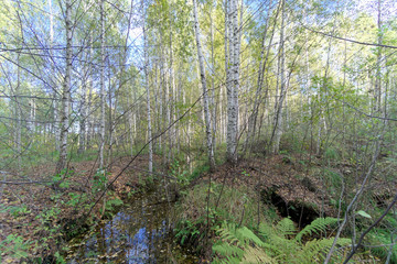 A narrow river with a calm water surface among the trees. Mirror reflection in the dark water of the blue sky and the trees on the shore