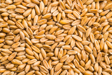 Healthy spelt grains.