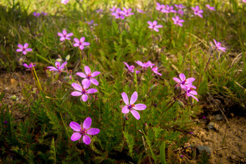 purple wildflowers in nature