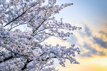 Beautiful cherry blossoms. sakura flowers in japan.