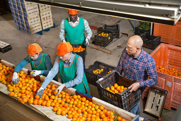 Obraz premium Employees preparing mandarins for packaging and storing