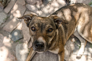 A brown dog without a certain breed lies on the rocks and looks up into the camera