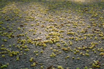 Fallen withered linden flowers on the ground in spring. View from above.