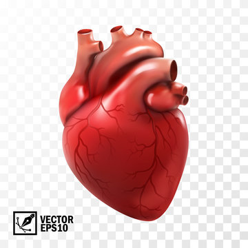 3d realistic vector isolated human heart. Anatomically correct heart with venous system