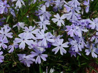 hellblau blühender Bodendecker
