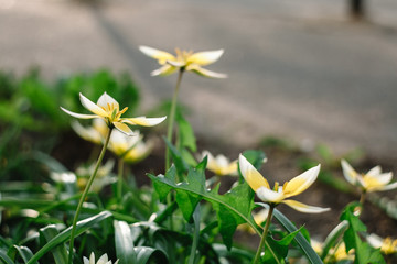 Obraz premium Tulipa Tarda late tulip with inflorescence of yellow flowers in full bloom growing in a botanic garden
