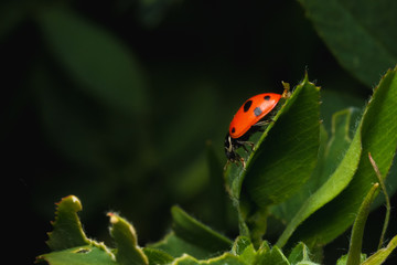 ladybug in the green grass