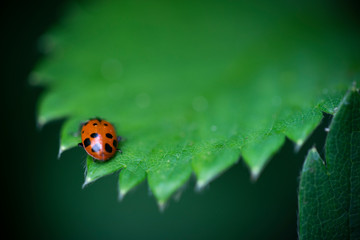 Ladybug