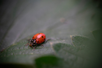 Obraz premium Ladybug