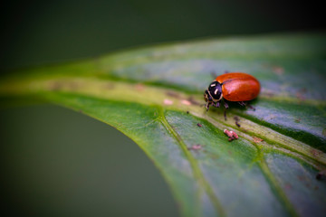Ladybug