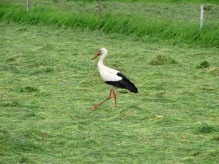 Ein Storch spaziert im Feld