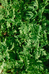 Texture of green leaves backlit by sunlight with shadow.