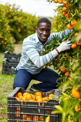 African-American farmer harvesting mandarins © JackF