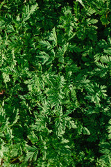 Texture of green leaves backlit by sunlight with shadow.