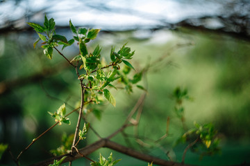 Fresh new green leaves glowing in sunlight