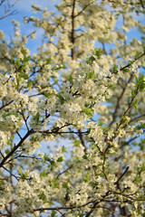 Blooming trees in the spring against the blue sky, a beautiful garden and a good harvest in the summer. The branches of plums in the spring garden