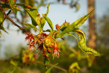 Taphrina deformans, peach fungus diseases . – Image