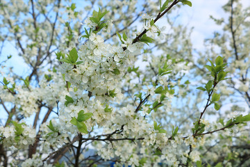 Blooming trees in the spring against the blue sky, a beautiful garden and a good harvest in the summer. The branches of plums in the spring garden