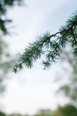 branch of larch with fresh needles leaves