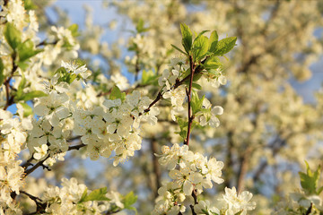 Blooming trees in the spring against the blue sky, a beautiful garden and a good harvest in the summer. The branches of plums in the spring garden