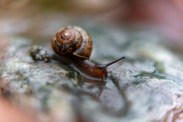 snail on a rock in the garden