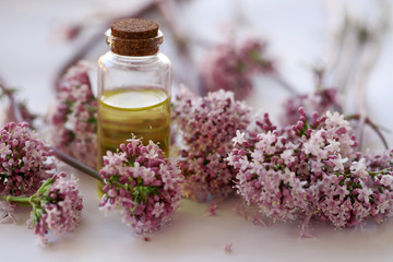 cat grass and oil