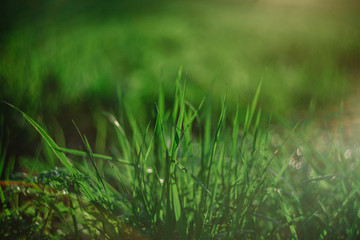 An abstract macro image of a grass shrub illuminated by a warm afternoon light during spring. With a beautiful highlight