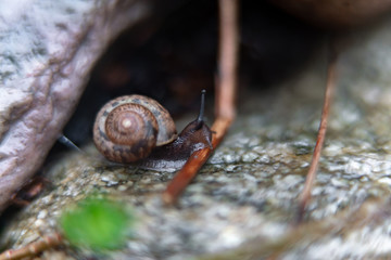 snail on a rock in the garden