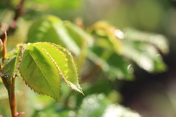 Leafs roses with water drops after rain on spring morning