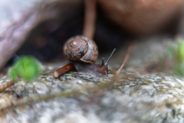 snail on a rock in the garden