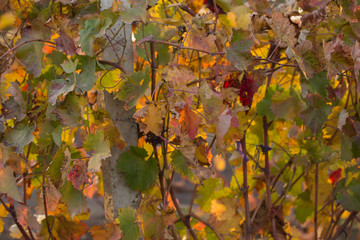 Vineyards in the autumn with red foliage. Transition of the vine to wintering. Wine-making. Technology of wine production. Wine production in Moldova.