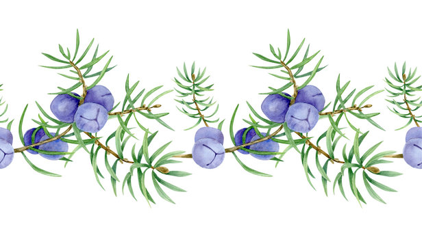 illustration of juniper berry on branch